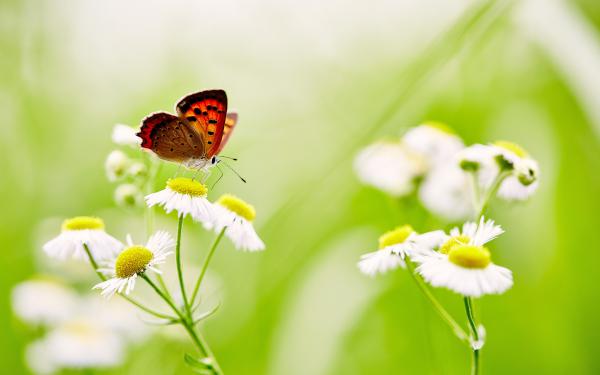 Free butterfly over white daisies 5k wallpaper download