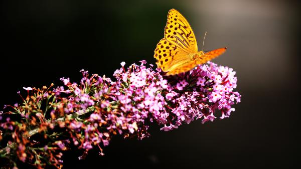 Free butterfly spring blossom wallpaper download