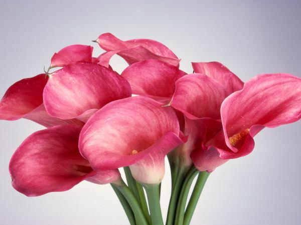 Free calla lilies wallpaper download