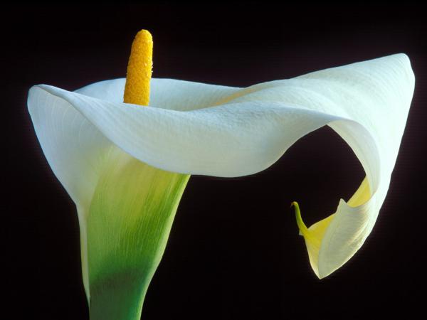 Free calla lily wallpaper download