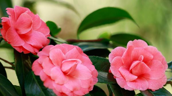 Free camellia 4k 5k hd wallpaper download