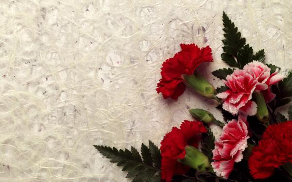 Free carnation decor wallpaper download