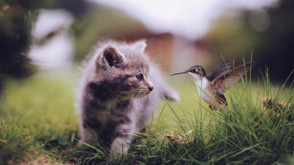 Free cat and bird sitting on grass during daytime 4k 5k hd animals wallpaper download