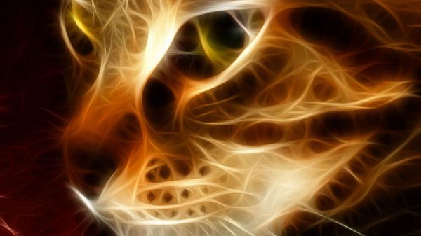 Free cat face animation hd cat wallpaper download