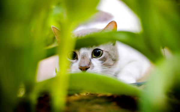 Free cat hiding wallpaper download