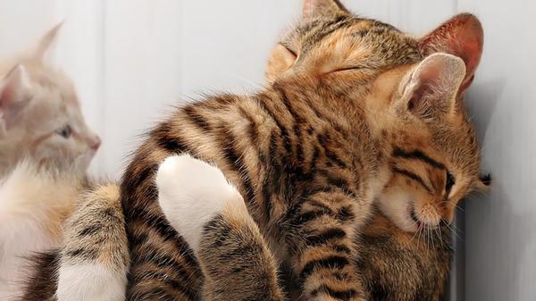 Free cat hug cute kitten hd kitten wallpaper download