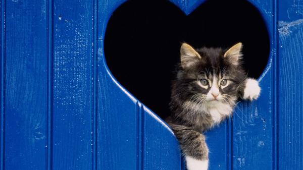 Free cat in center of heart shape hd cat wallpaper download