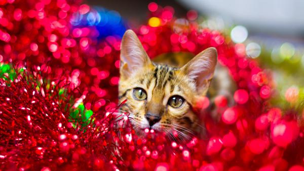 Free cat in the middle of colorful decoration items 4k 5k hd cat wallpaper download