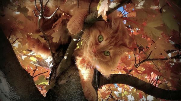 Free cat is coming down from a tree hd animals wallpaper download