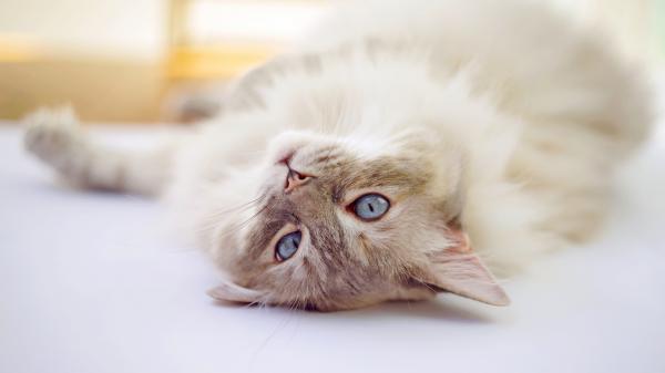 Free cat is lying on upside down hd animals wallpaper download