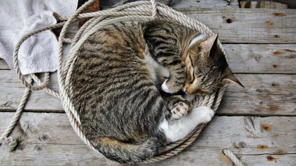 Free cat is lying on wood with rope hd cat wallpaper download