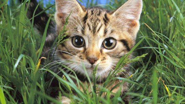 Free cat is sitting on grass field hd cat wallpaper download