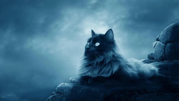 Free cat is sitting on rock stone with clouds background hd cat wallpaper download