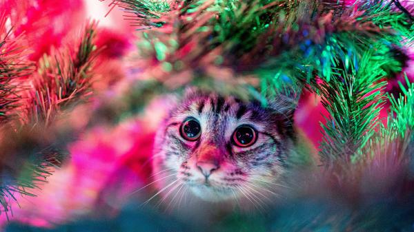 Free cat is sitting under light decorated christmas tree hd cats wallpaper download