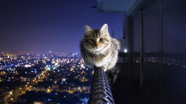 Free cat is sitting with lighting city and dark night sky background hd cat wallpaper download