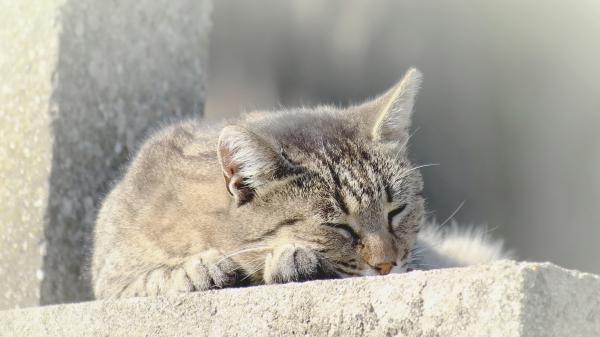 Free cat is sleeping hd animals wallpaper download