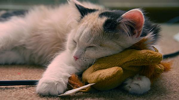 Free cat is sleeping with a toy hd cat wallpaper download