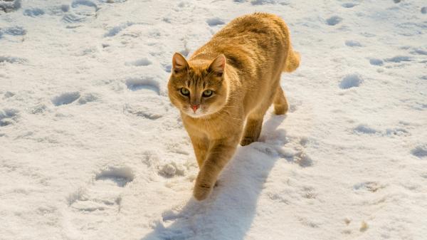 Free cat is walking on snow hd animals wallpaper download