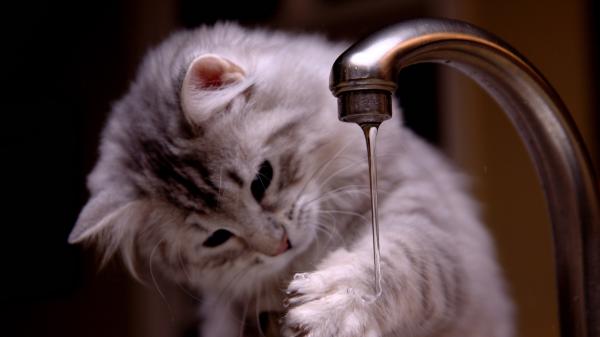 Free cat is washing hand hd cat wallpaper download