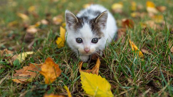 Free cat on grass field hd animals wallpaper download