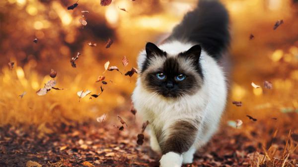 Free cat with blue eyes hd cat wallpaper download