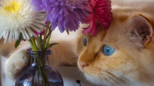 Free cat with blue eyes near glass pot with colorful flowers 4k 5k hd cat wallpaper download