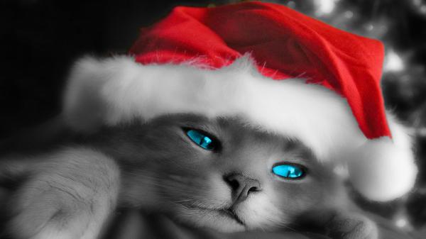 Free cat with blue eyes wearing santa cap hd cat wallpaper download