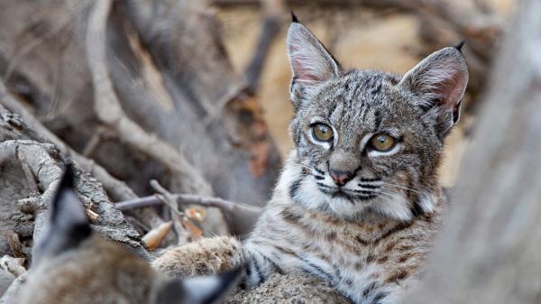 Free cat with brown eyes hd cat wallpaper download