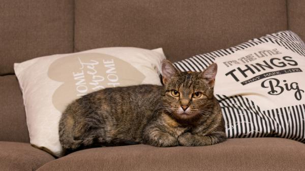 Free cat with brown eyes is sitting on brown couch 4k hd cat wallpaper download