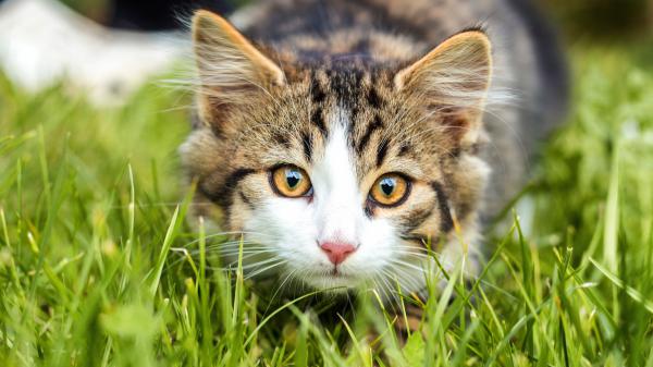 Free cat with brown eyes is sitting on the grass field 4k hd cat wallpaper download