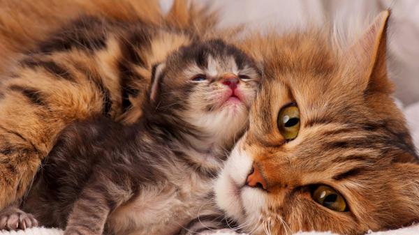 Free cat with cute kitten hd kitten wallpaper download