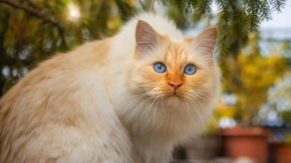 Free cat with gray eyes in shallow background of pot and plants 4k 5k hd cat wallpaper download