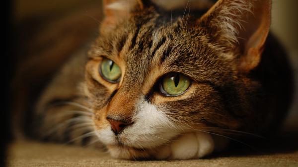 Free cat with green eyes hd cat 2 wallpaper download