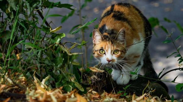 Free cat with green eyes hd cat wallpaper download