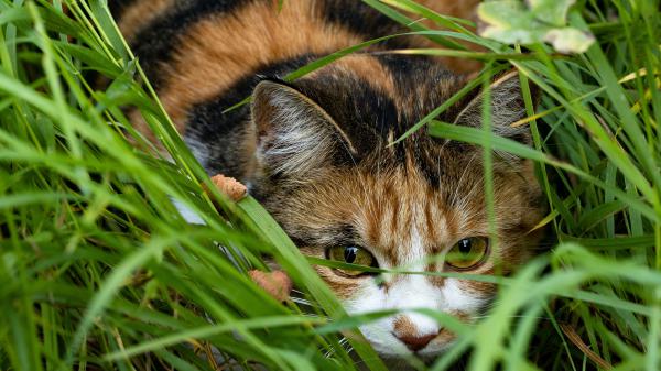 Free cat with green eyes is sitting around grass 4k hd cat wallpaper download