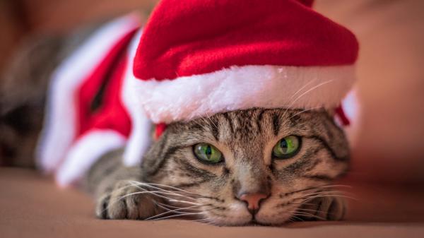 Free cat with green eyes is wearing santa claus hat hd animals wallpaper download