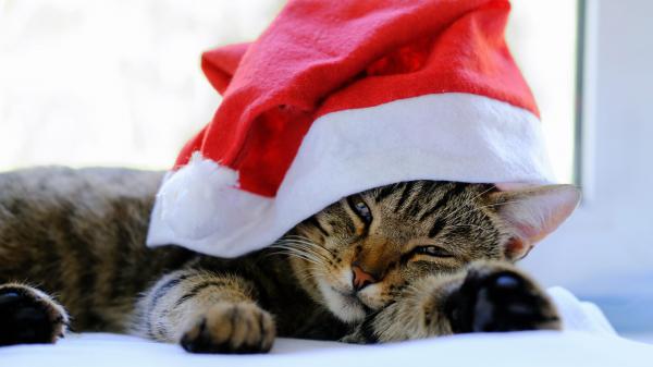 Free cat with santa claus cap hd animals wallpaper download