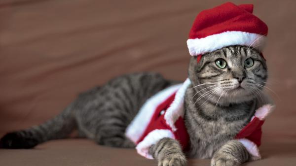 Free cat with santa claus dress hd animals wallpaper download