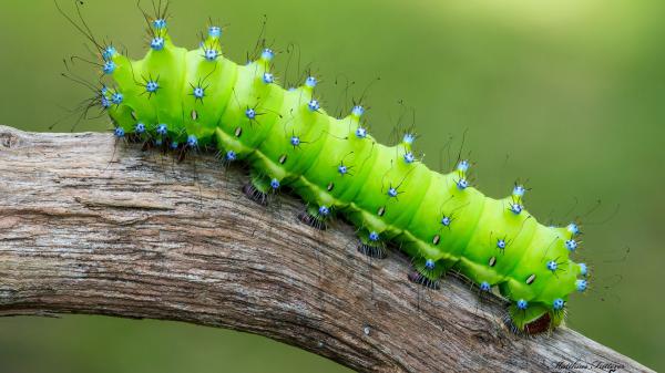 Free caterpillar hd animals wallpaper download