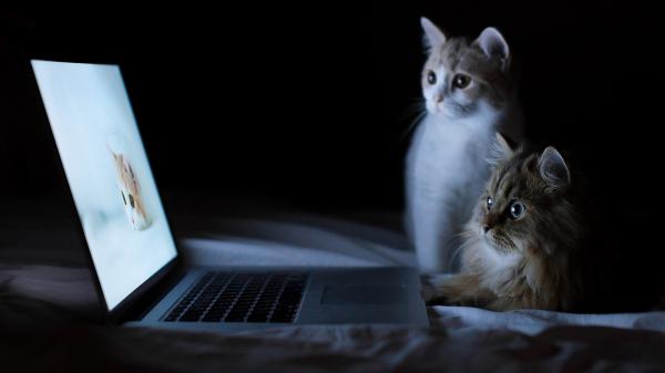 Free cats seeing cat in laptop hd cat wallpaper download