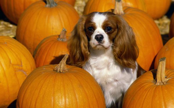 Free cavalier king charles spaniel wallpaper download