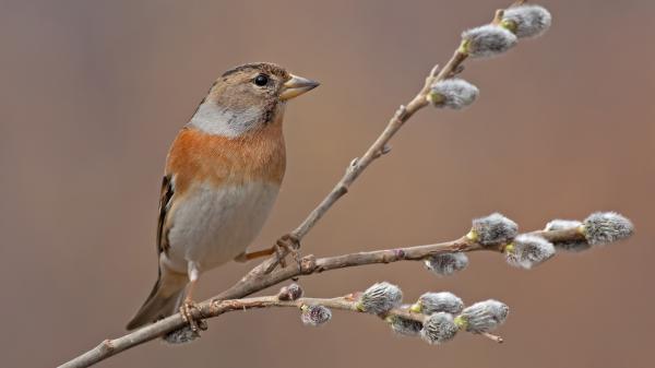 Free chaffinch is standing on tree branch hd birds wallpaper download