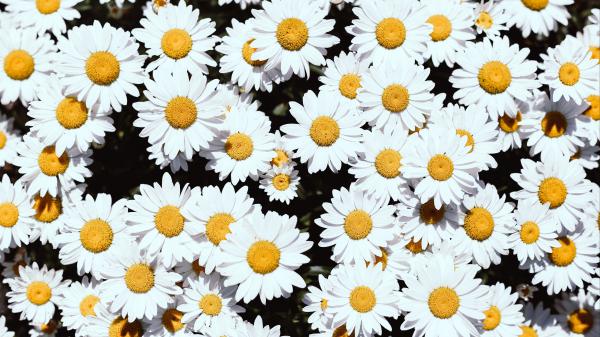 Free chamomile flowers white bloom plants 4k hd wallpaper download