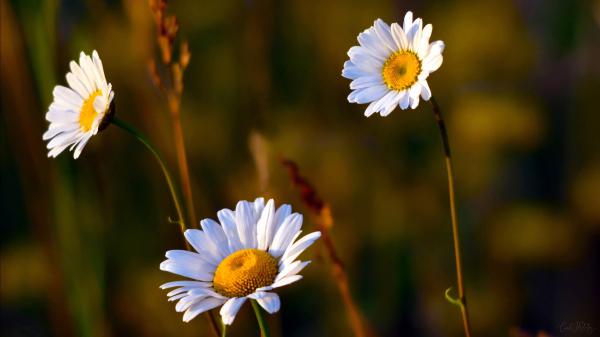 Free chamomile hd wallpaper download