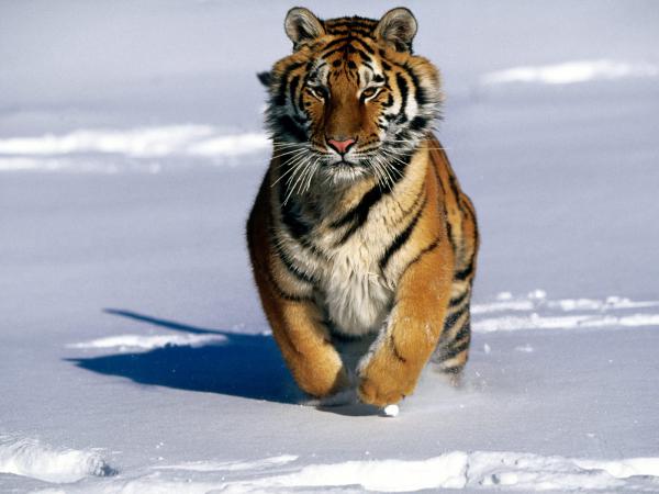 Free charge! siberian tiger wallpaper download