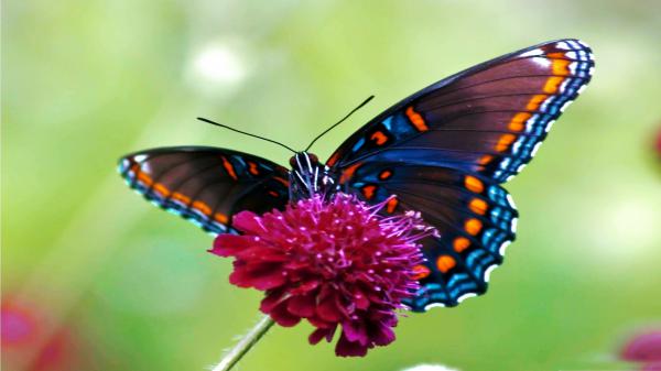 Free charming butterfly is standing on flower with shallow background 4k hd butterfly wallpaper download