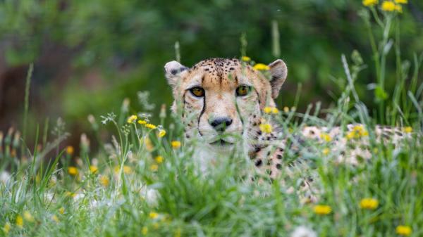 Free cheetah big cat glance predator 4k hd wallpaper download