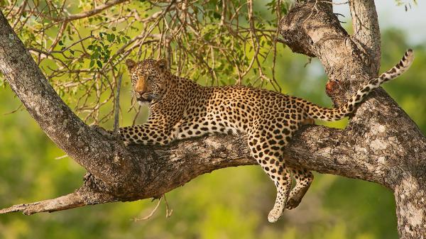 Free cheetah is sitting on the tree hd animals wallpaper download