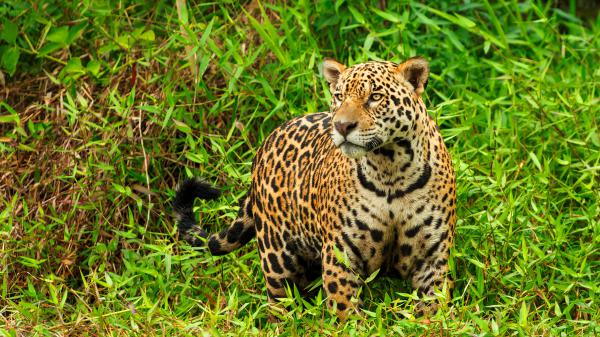 Free cheetah is standing around green plants 4k hd animals wallpaper download