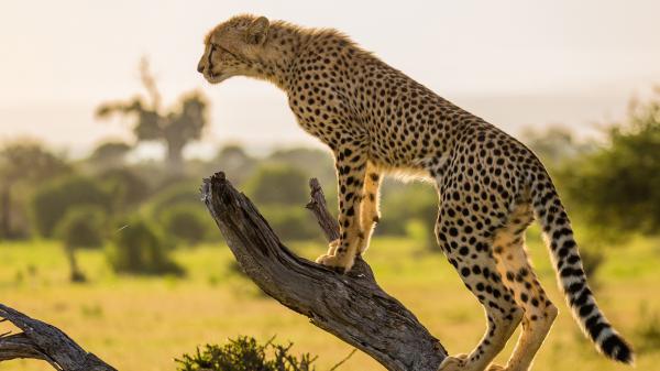 Free cheetah is standing on the tree hd animals wallpaper download